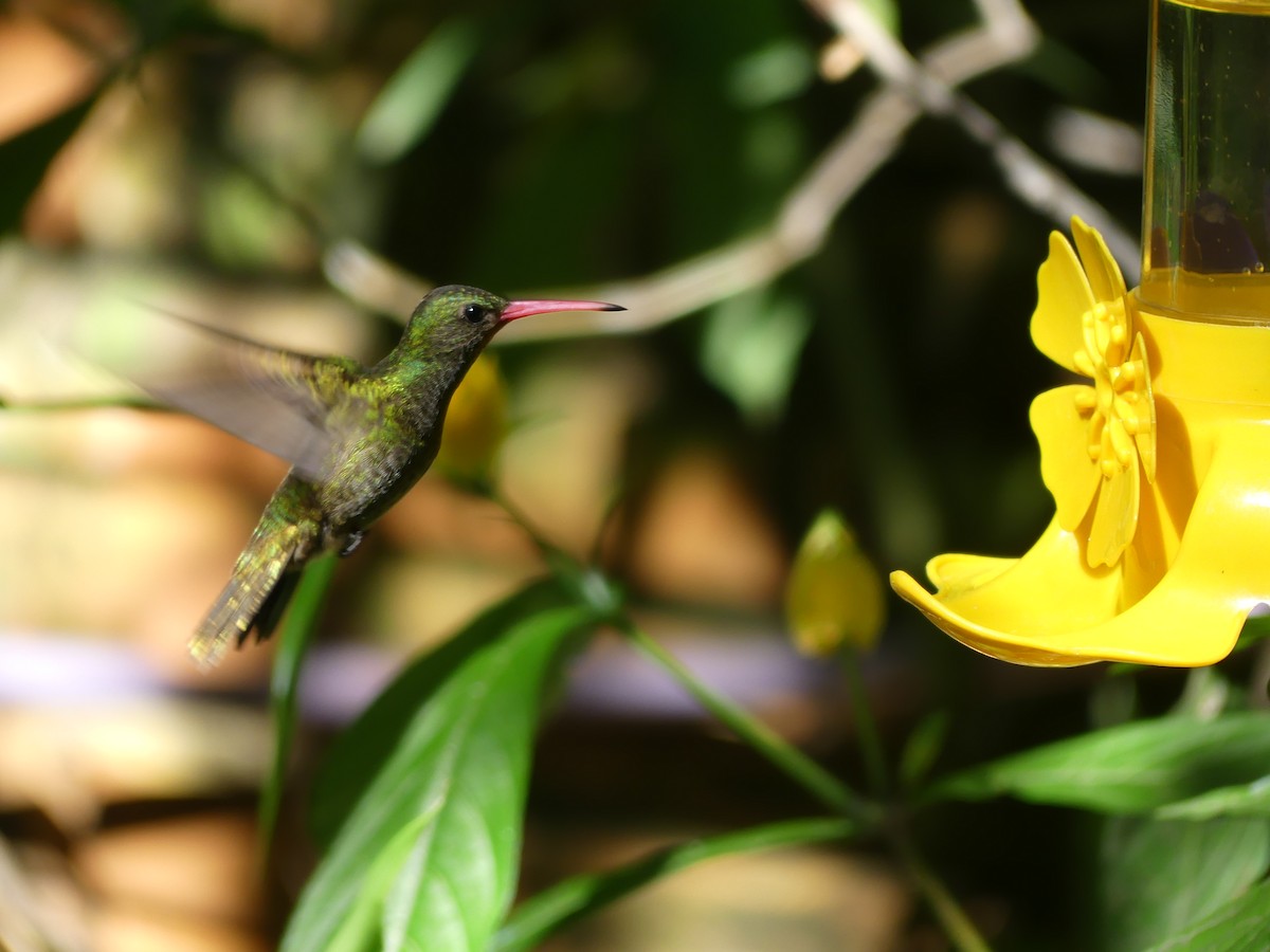 Gilded Hummingbird - ML646196653