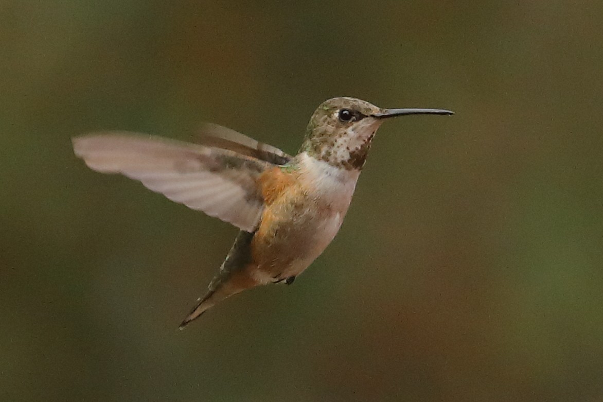 Rufous/Allen's Hummingbird - ML646196655