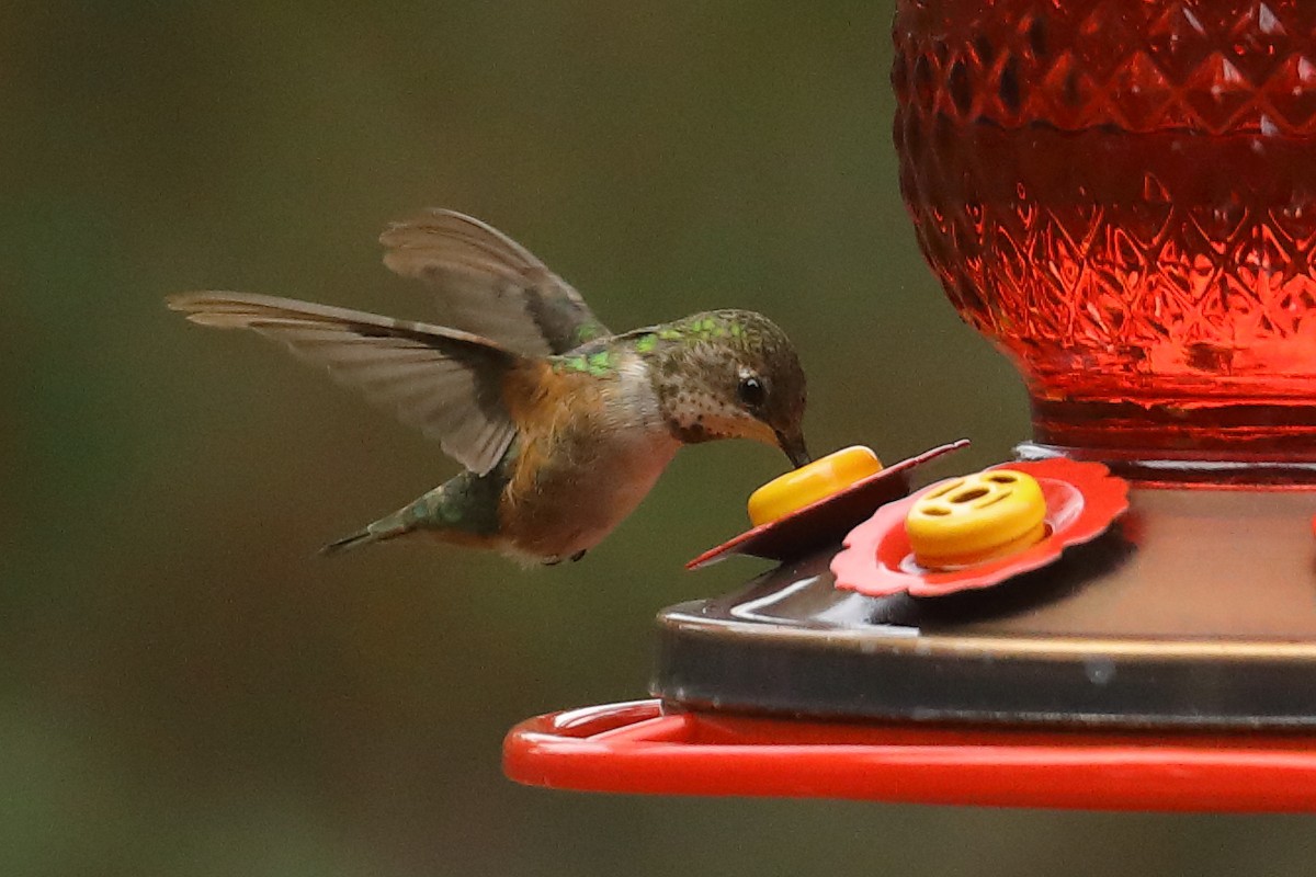 Rufous/Allen's Hummingbird - ML646196665
