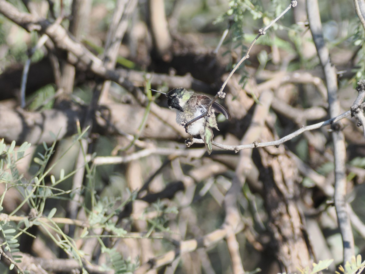Costa's Hummingbird - ML646196669