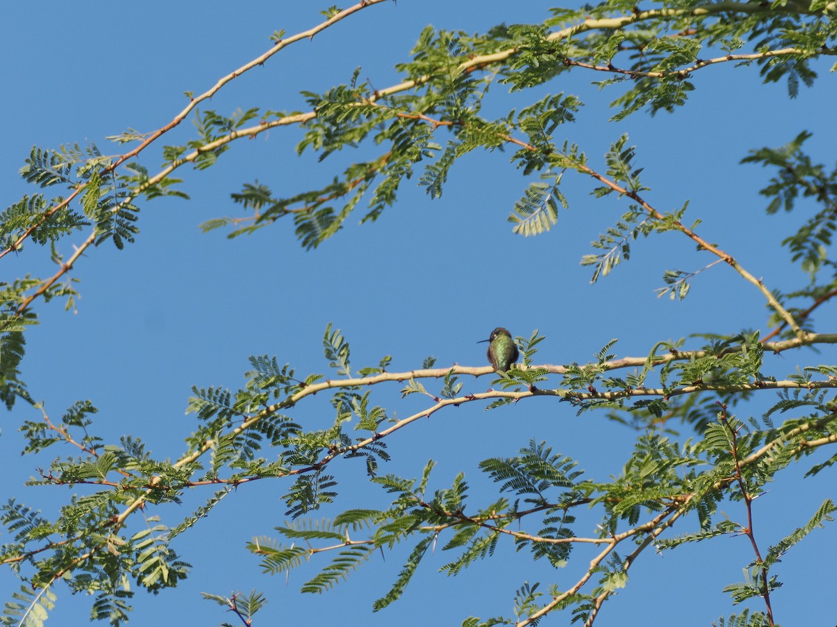 Costa's Hummingbird - ML646196670
