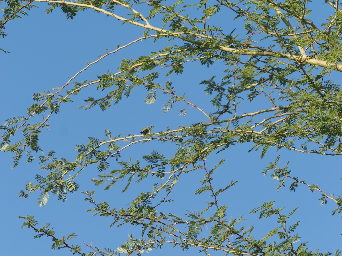 Costa's Hummingbird - ML646196671