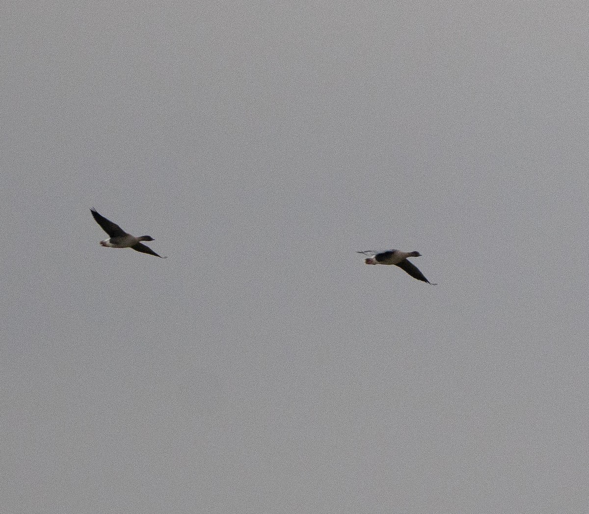 Pink-footed Goose - ML646196684