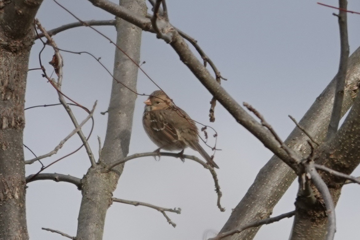 Bruant à face noire - ML646196686