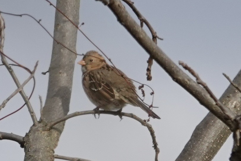 Bruant à face noire - ML646196687