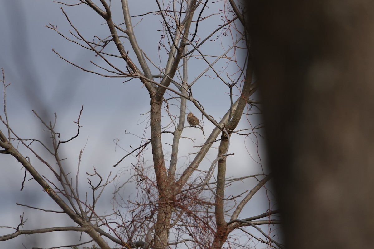 Bruant à face noire - ML646196689