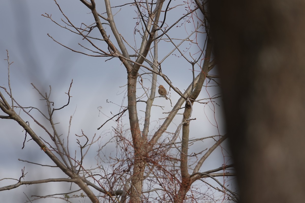 Bruant à face noire - ML646196690
