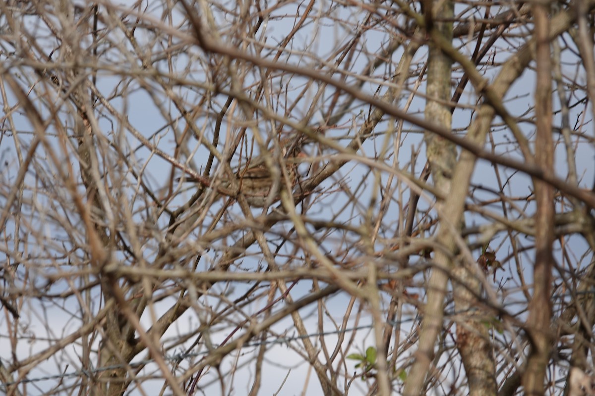 Bruant à face noire - ML646196691