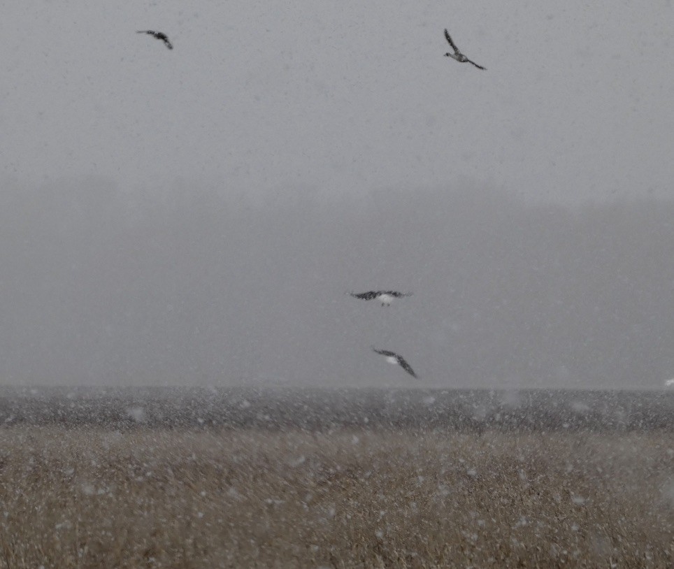 Bald Eagle - ML646196709