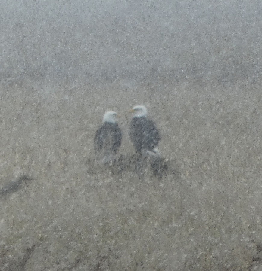Bald Eagle - ML646196710