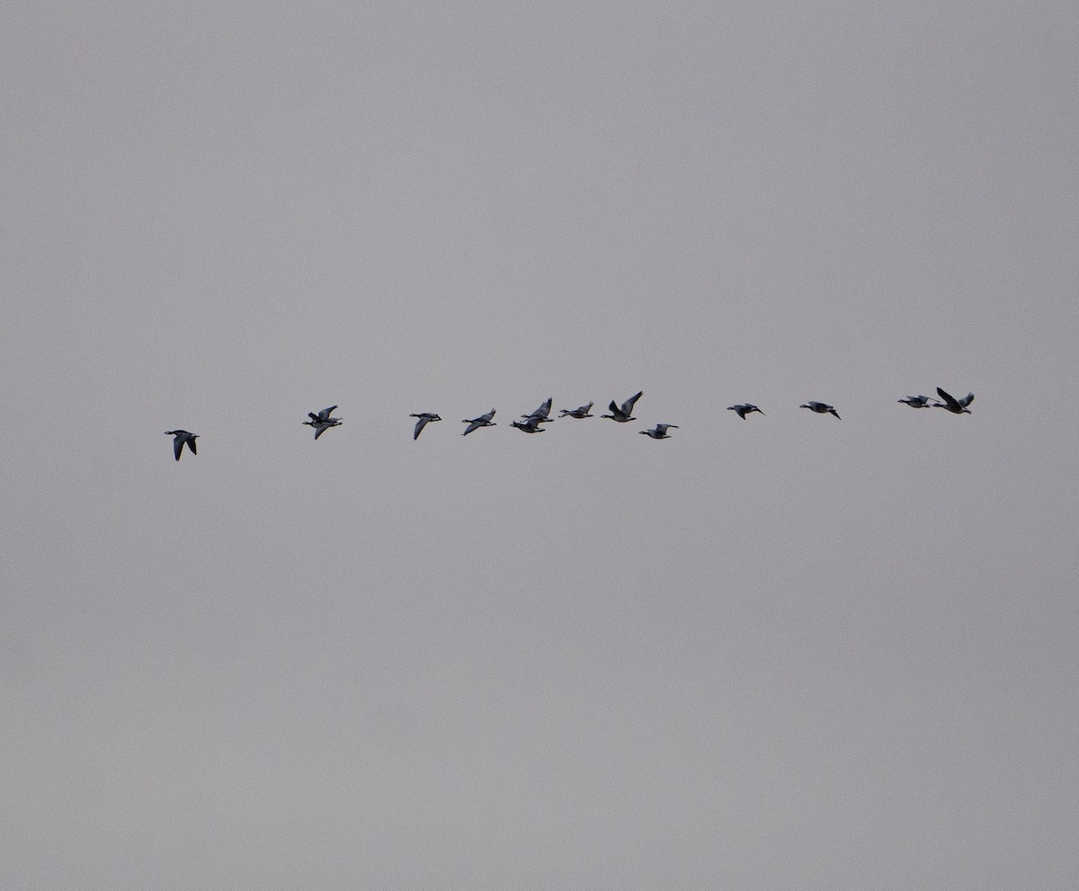 Barnacle Goose - ML646196727