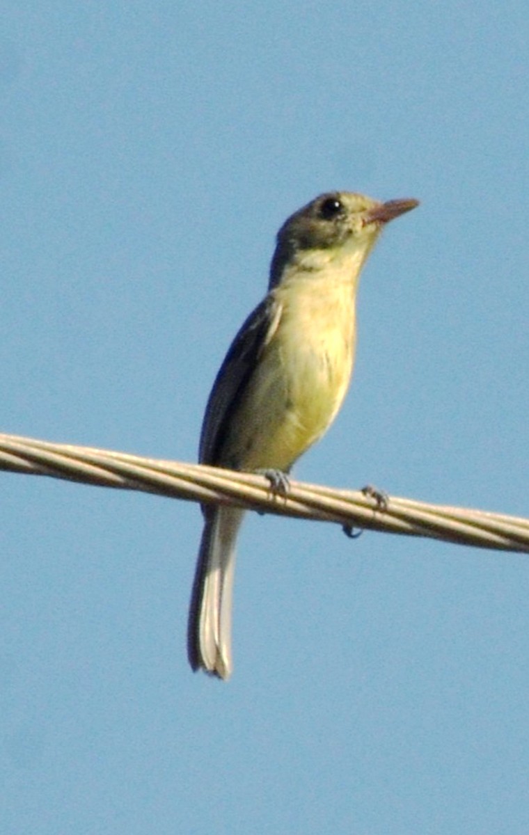 Cuban Vireo - ML646196736