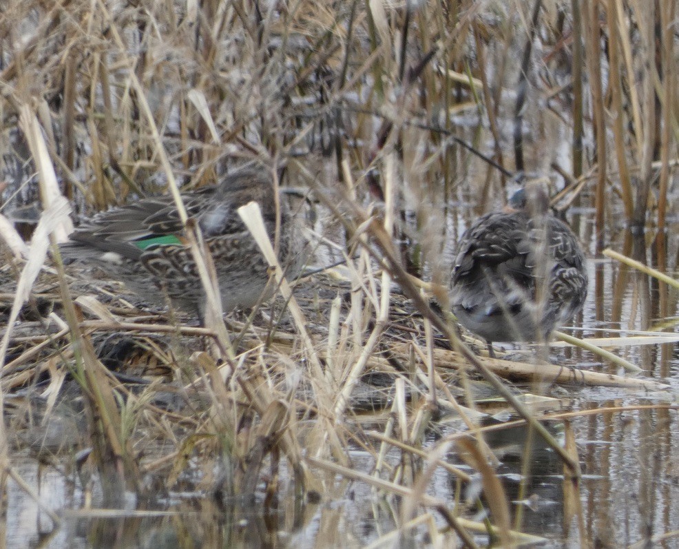 Green-winged Teal - ML646196737