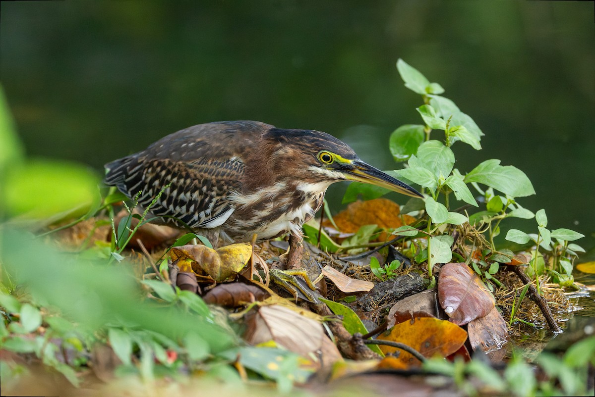 Green Heron - ML646196741