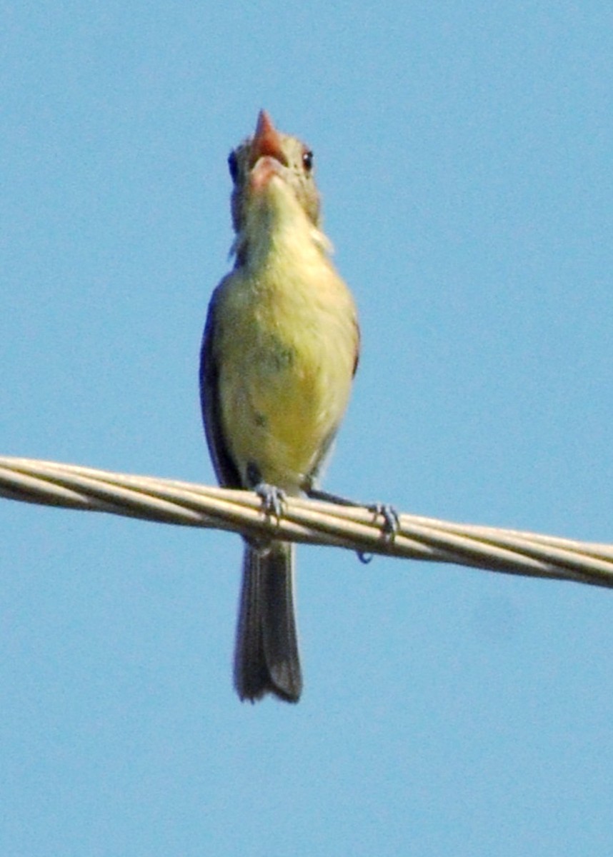Cuban Vireo - ML646196743
