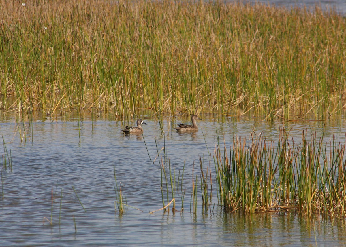 שרשיר כחול-כנף - ML646196744