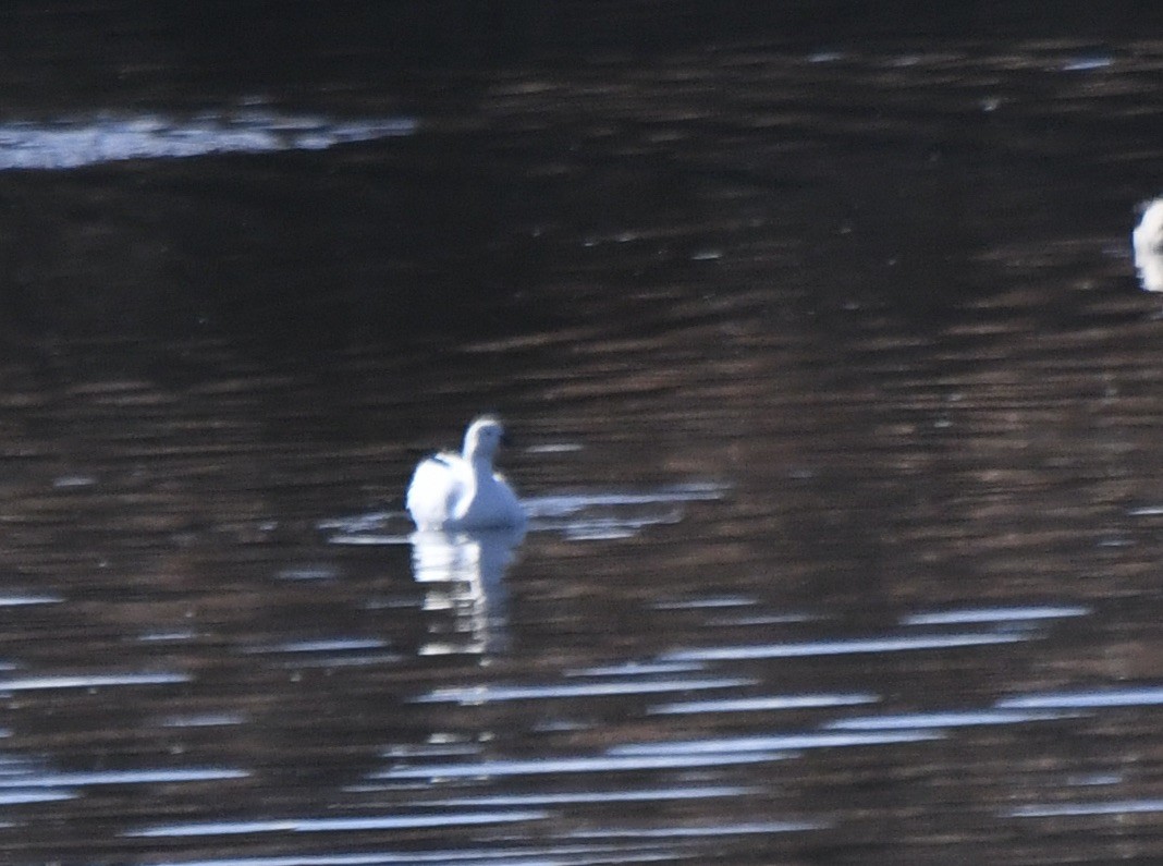 Snow Goose - ML646196747