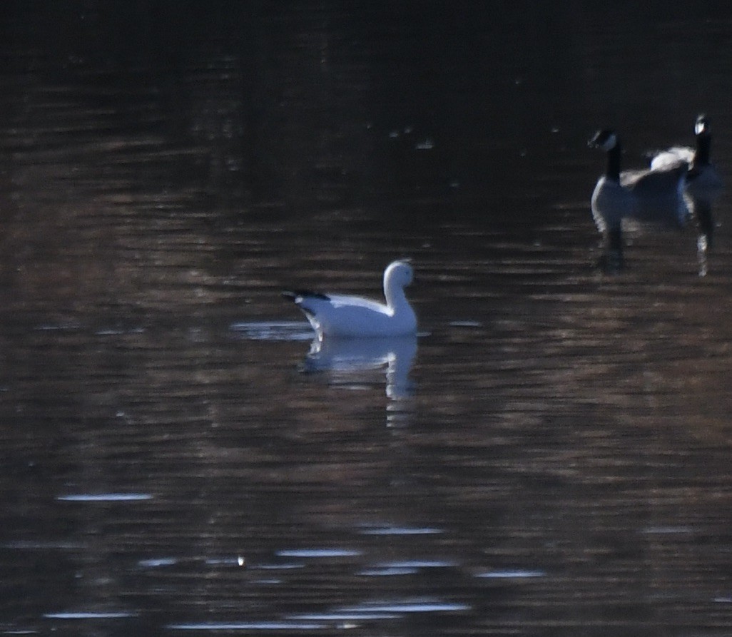Snow Goose - ML646196748