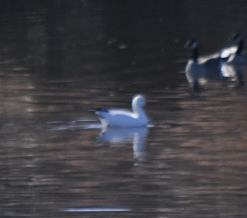 Snow Goose - ML646196749