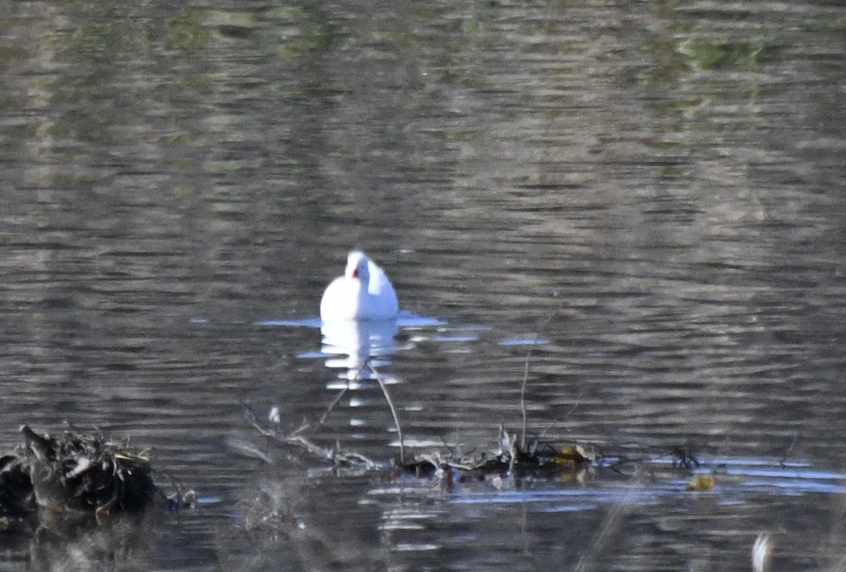 Snow Goose - ML646196750