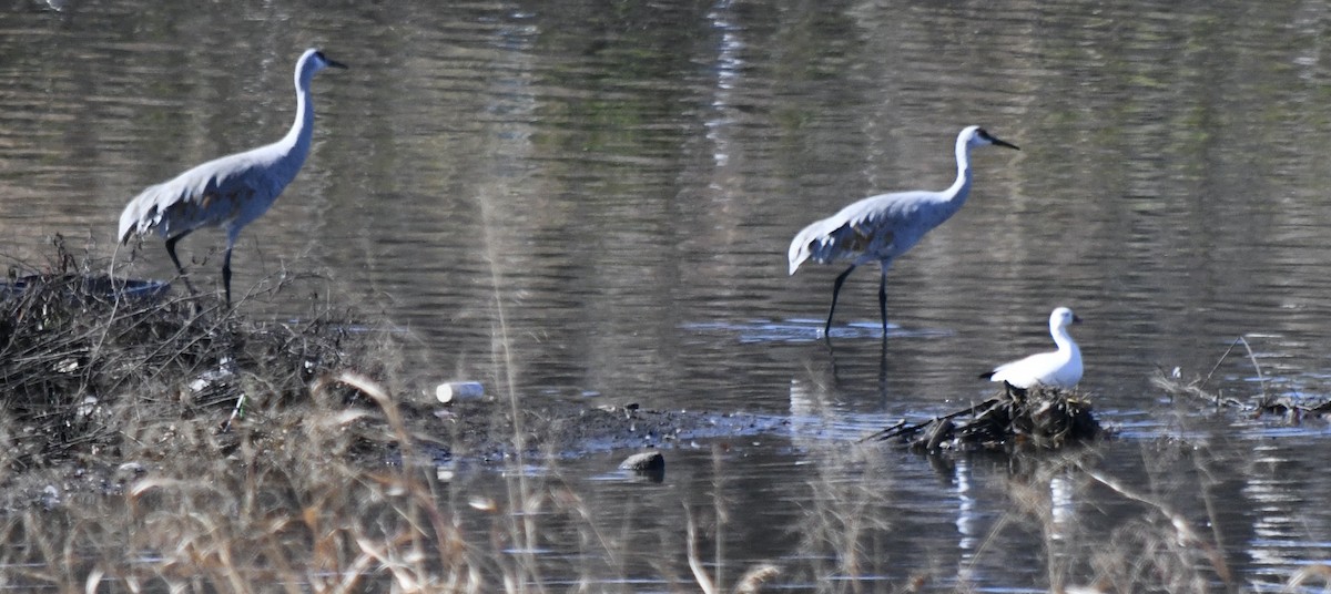 Snow Goose - ML646196751