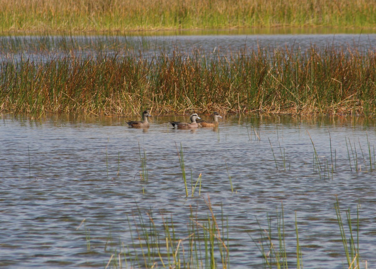 American Wigeon - ML646196755