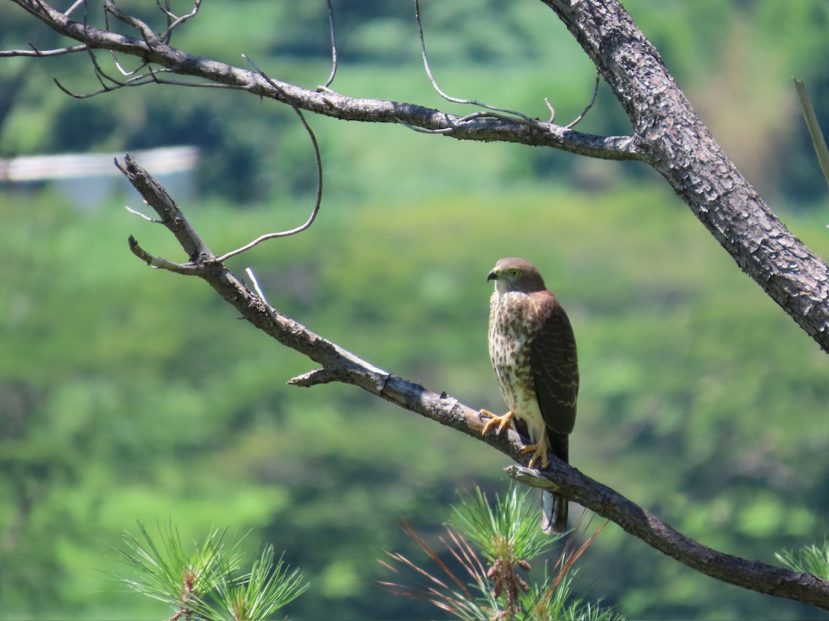 Fiji Goshawk - ML646196762