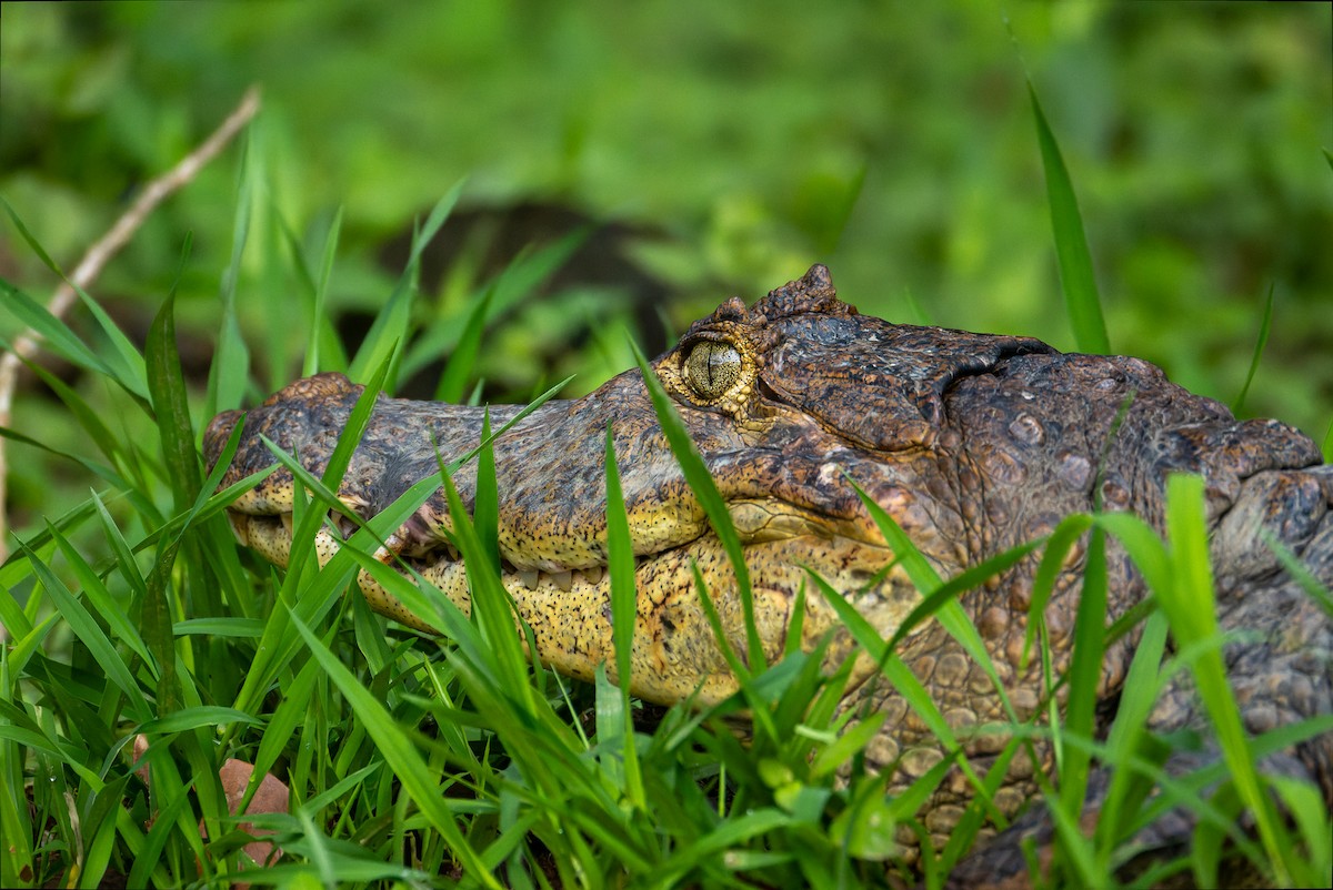 Alligators and Caimans - ML646196765