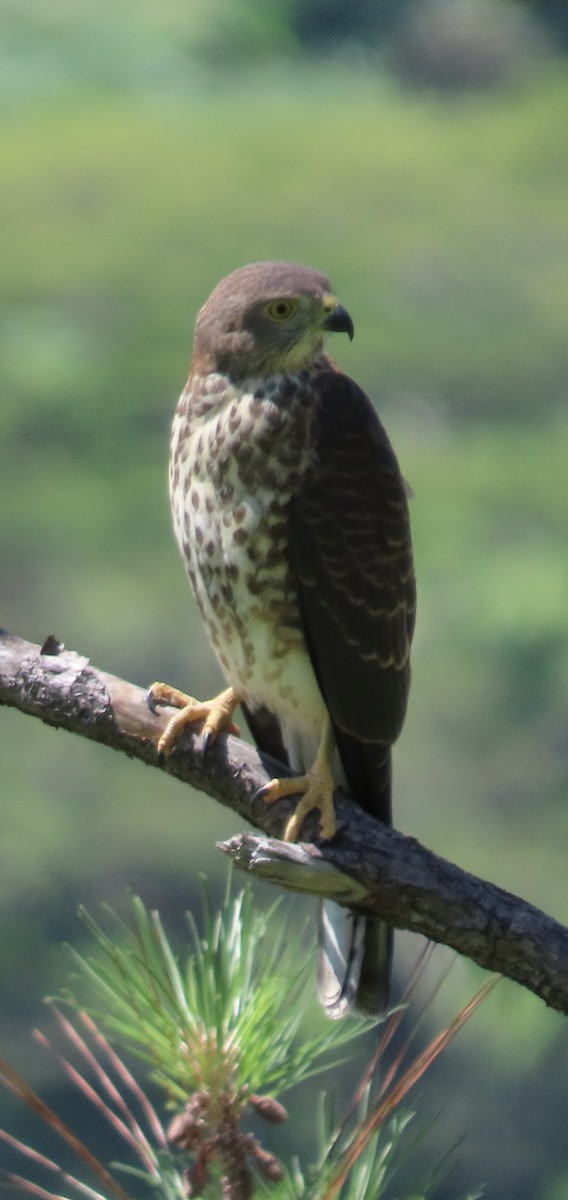 Fiji Goshawk - ML646196773