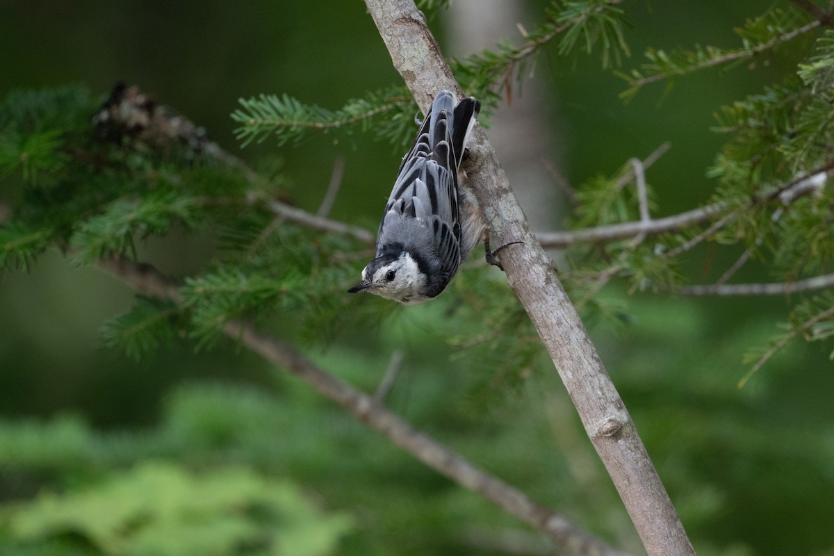 brhlík běloprsý (ssp. carolinensis) - ML646196784