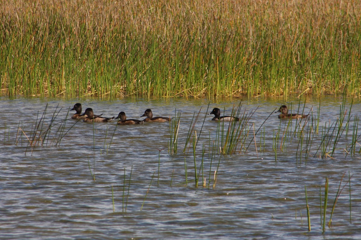 Ring-necked Duck - ML646196785