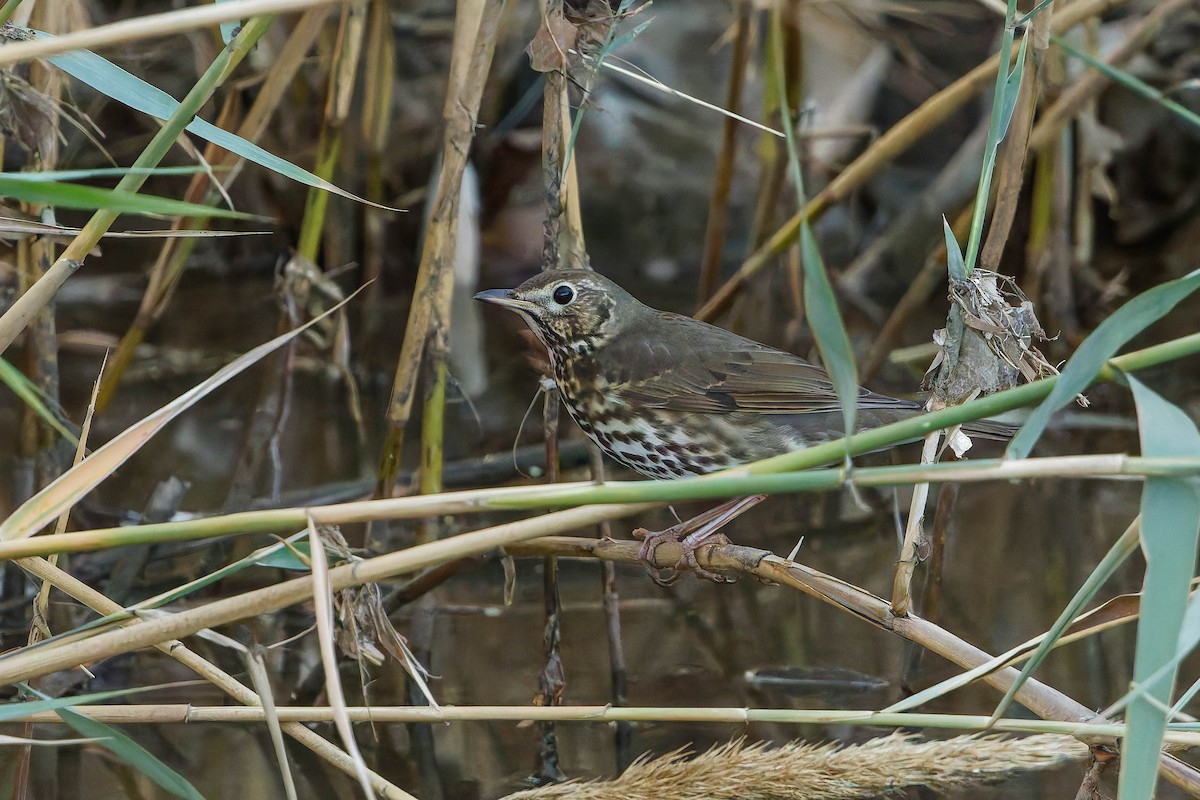 Song Thrush - ML646196807