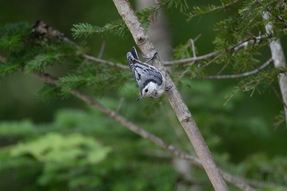 brhlík běloprsý (ssp. carolinensis) - ML646196811