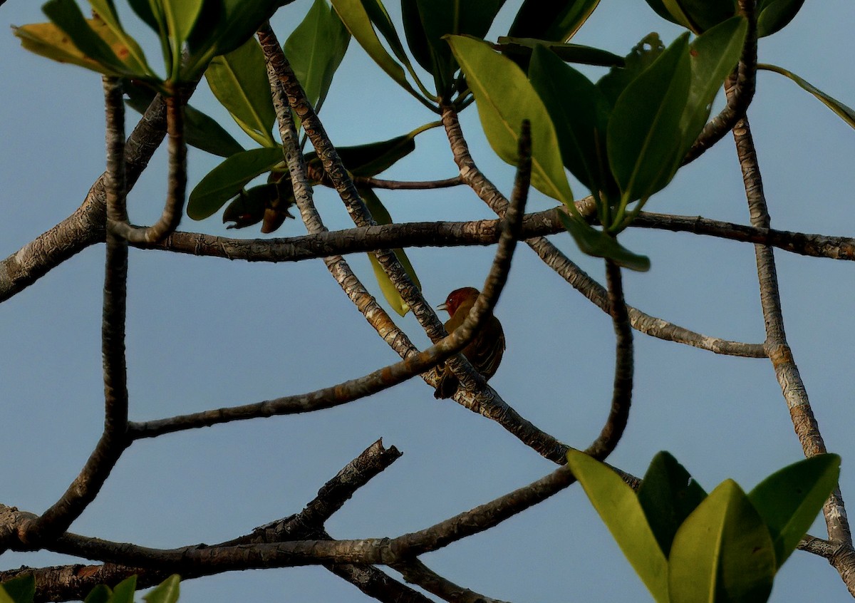 Mangrove Yellow Warbler - ML646196812