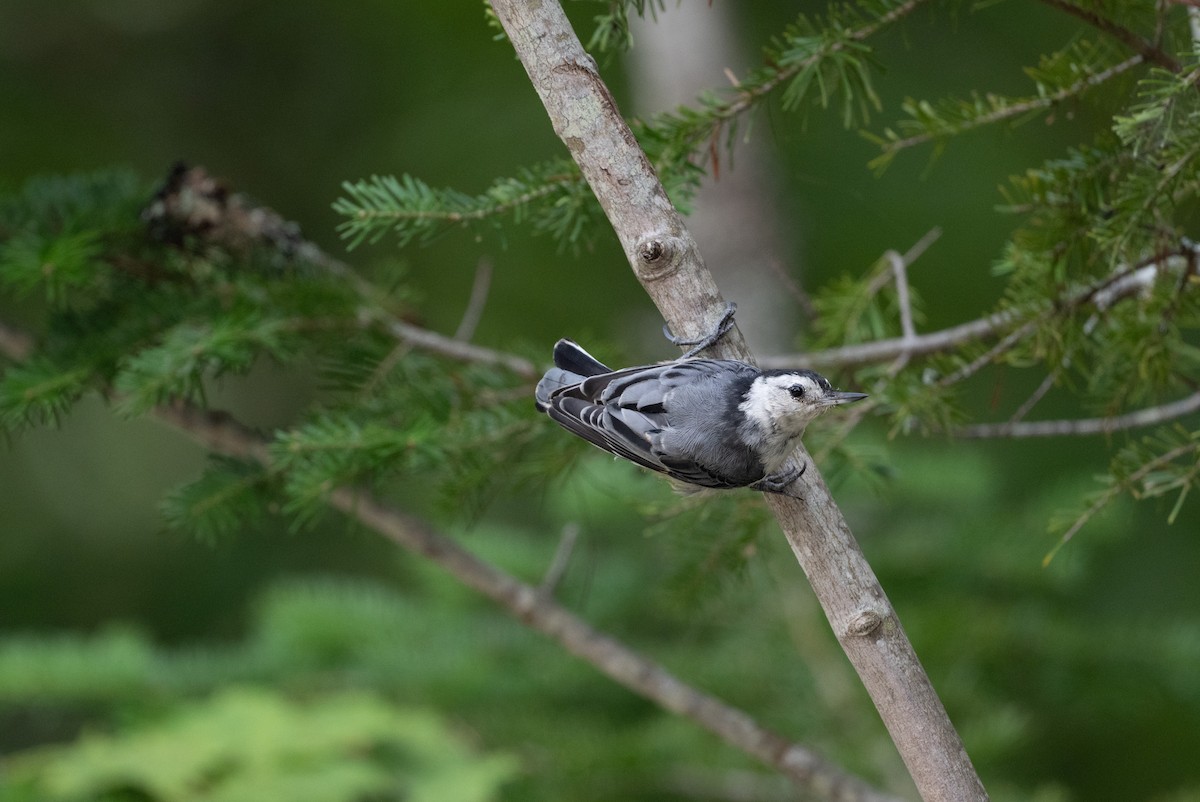 brhlík běloprsý (ssp. carolinensis) - ML646196813