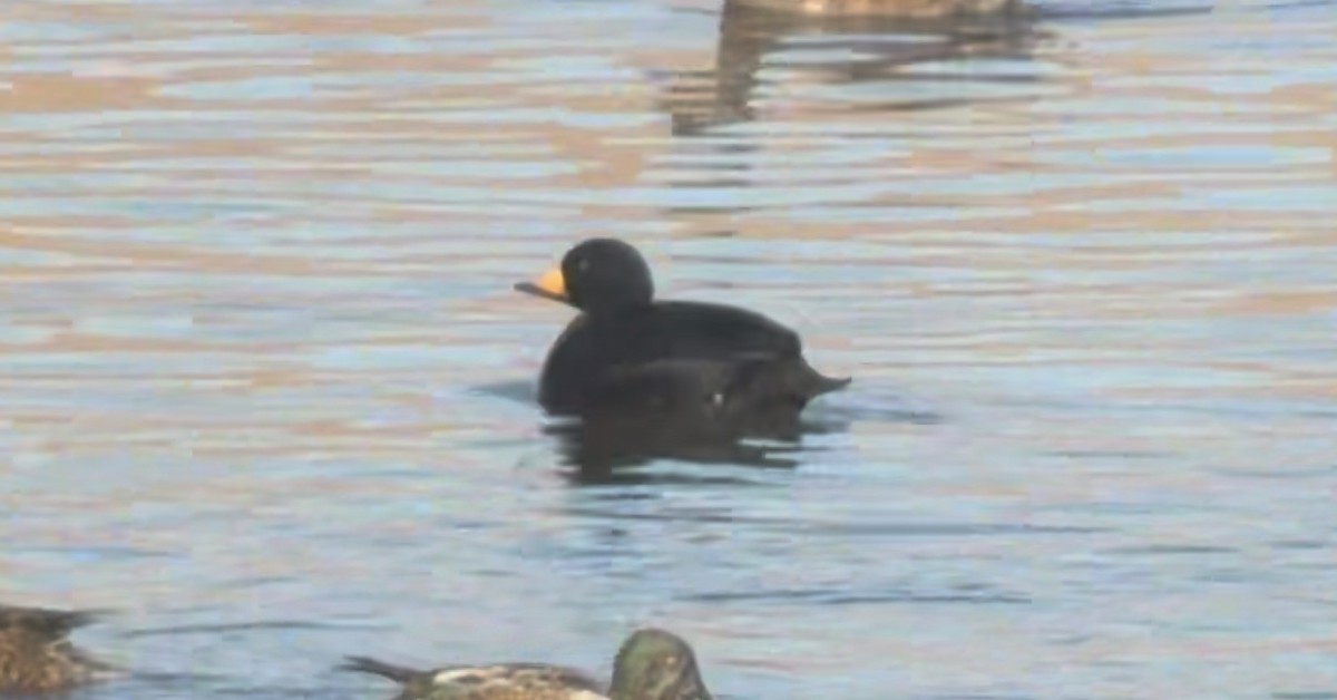 Black Scoter - ML646196814