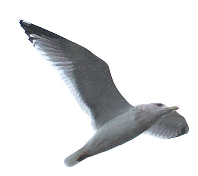 American Herring Gull - ML646196815