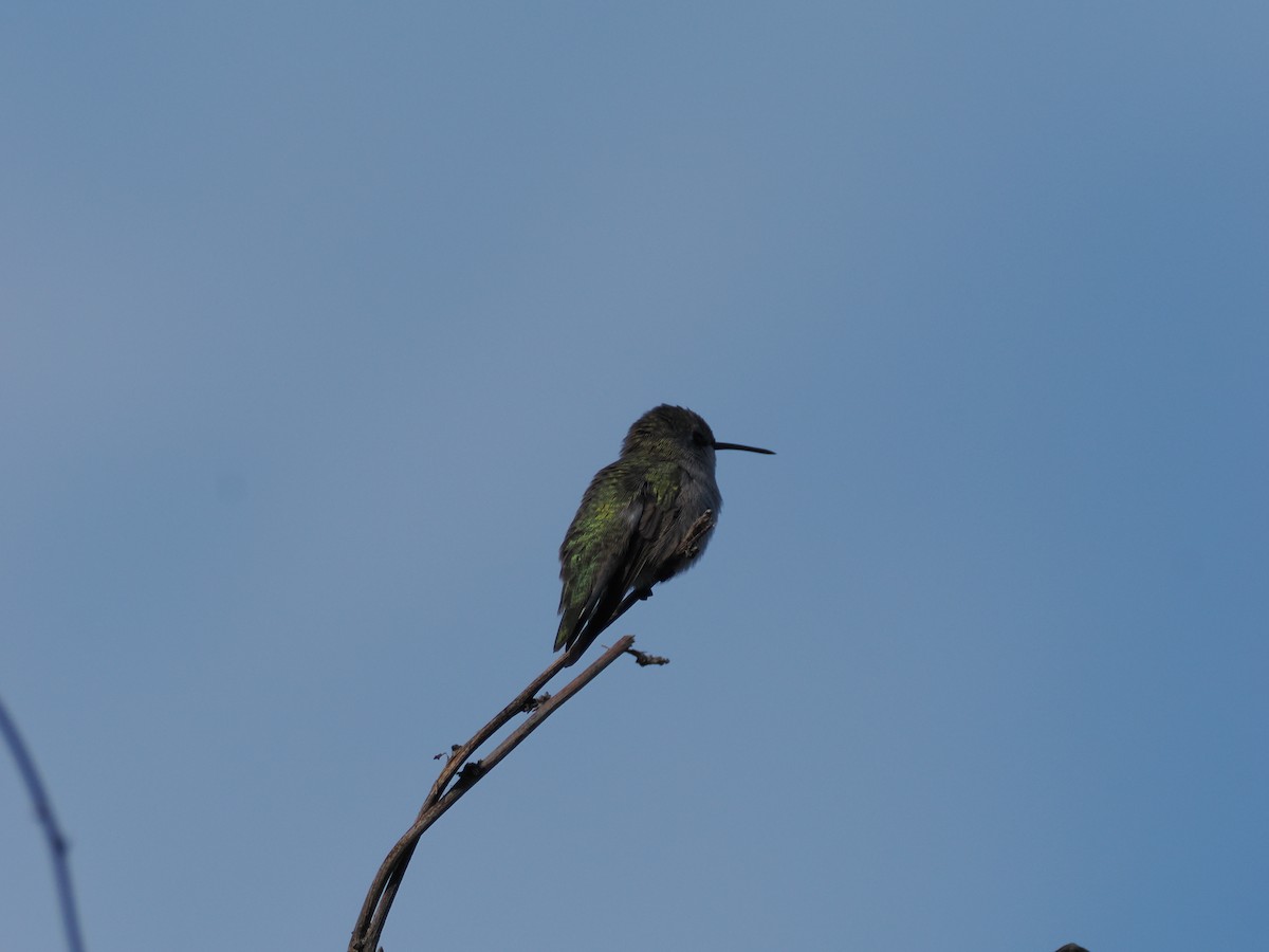 Costa's Hummingbird - ML646196816