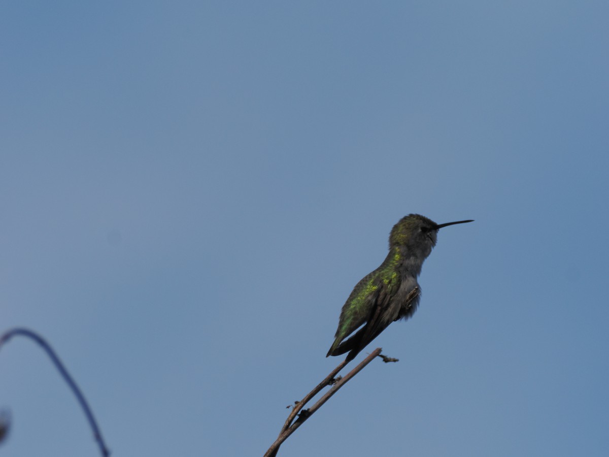 Costa's Hummingbird - ML646196817