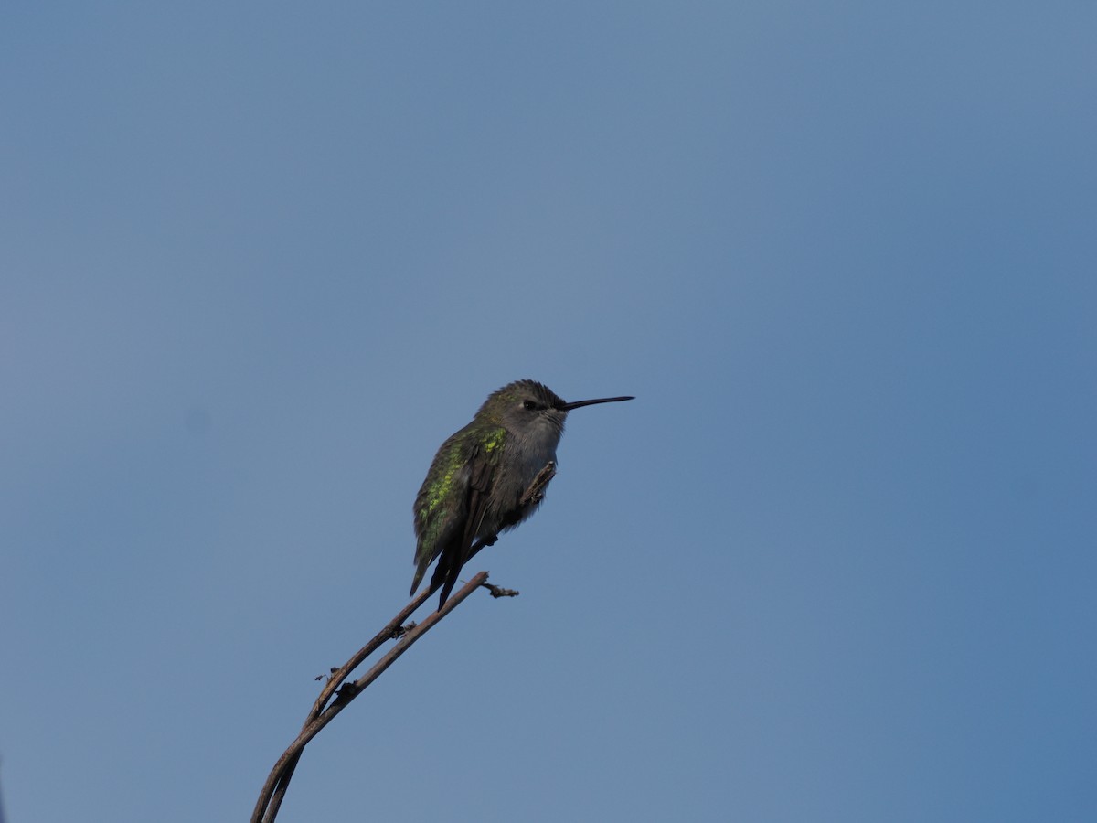 Costa's Hummingbird - ML646196818