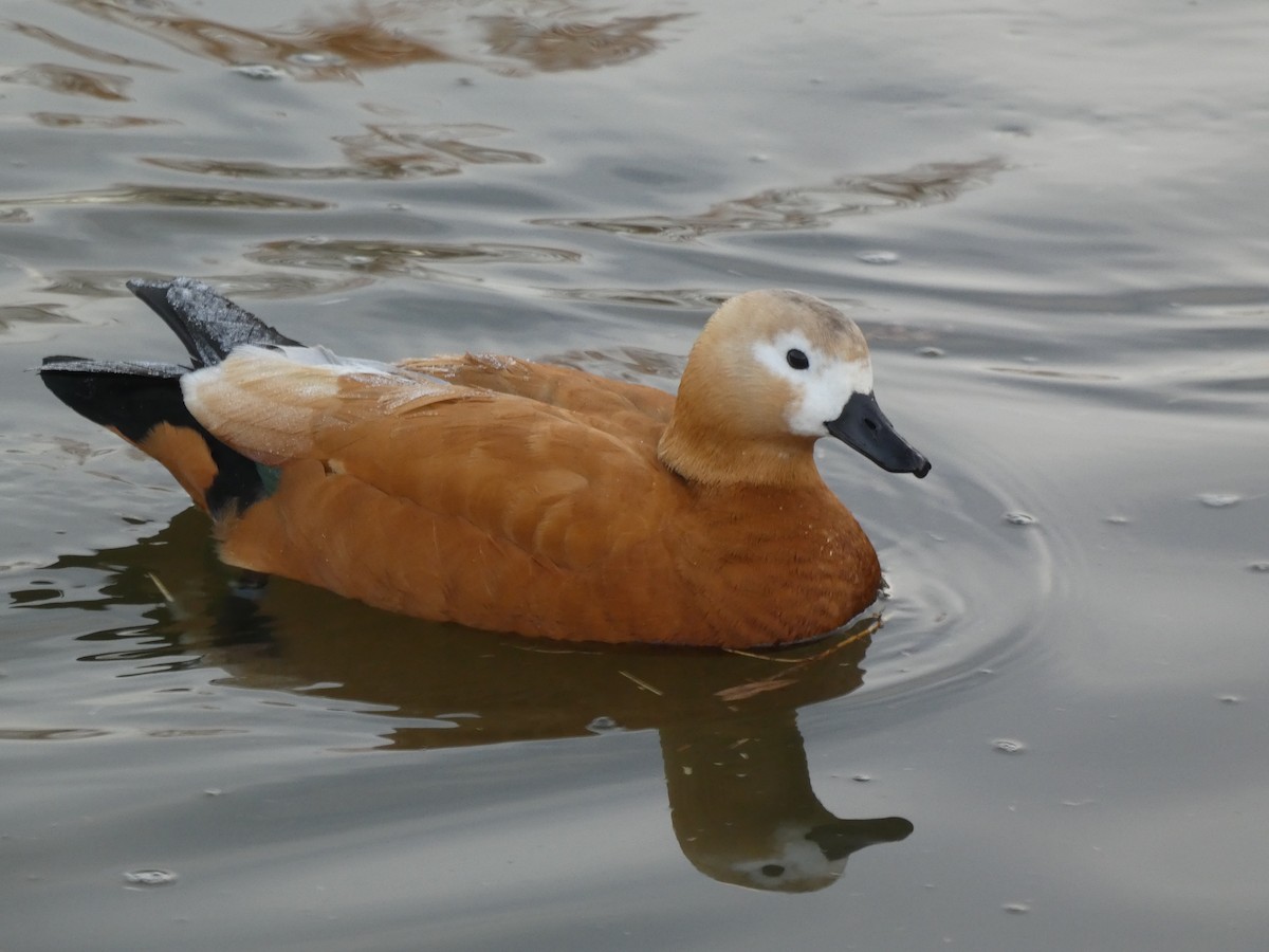 Ruddy Shelduck - ML646196819