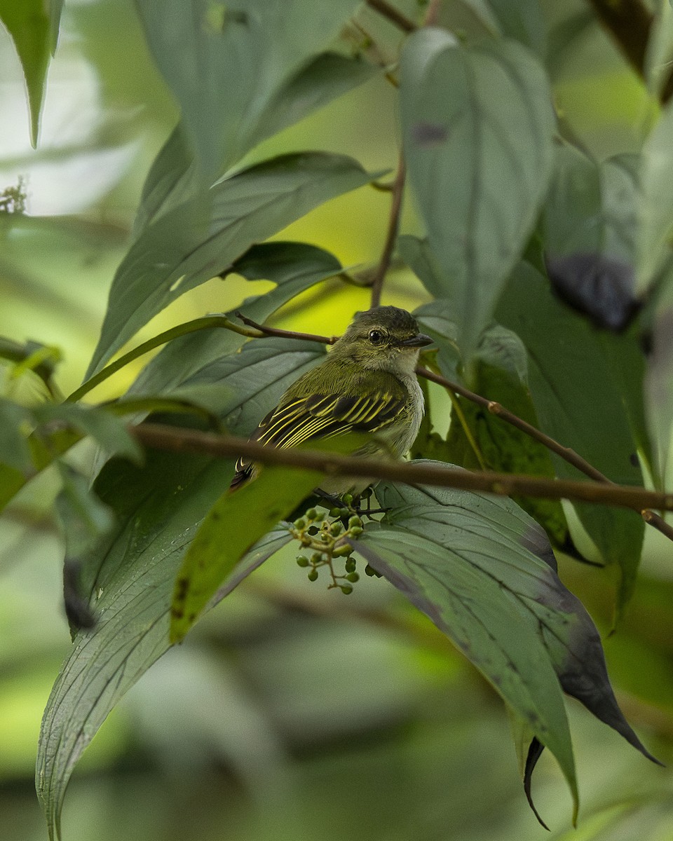 Mistletoe Tyrannulet - ML646196820