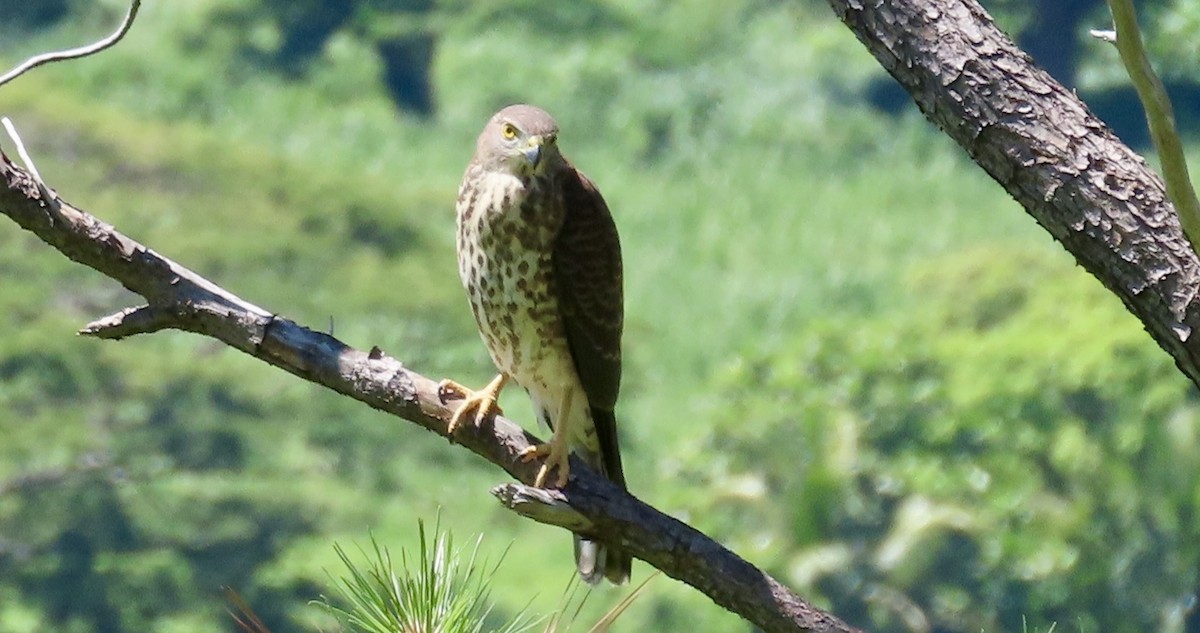 Fiji Goshawk - ML646196821