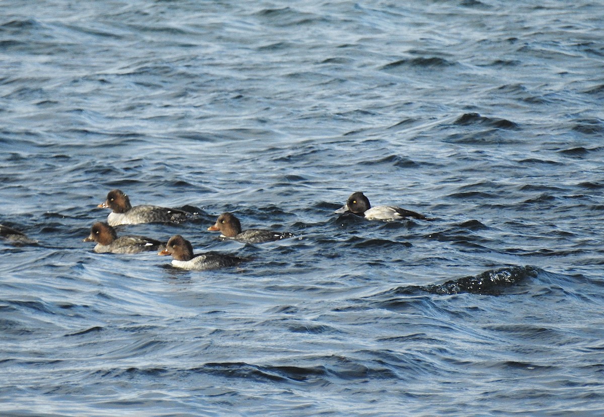 Lesser Scaup - ML646196822
