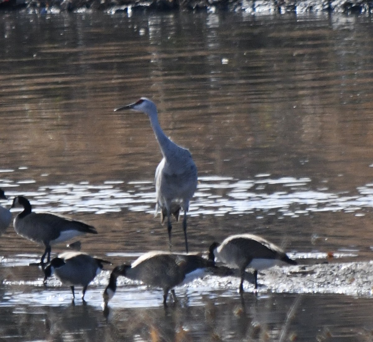 Sandhill Crane - ML646196828