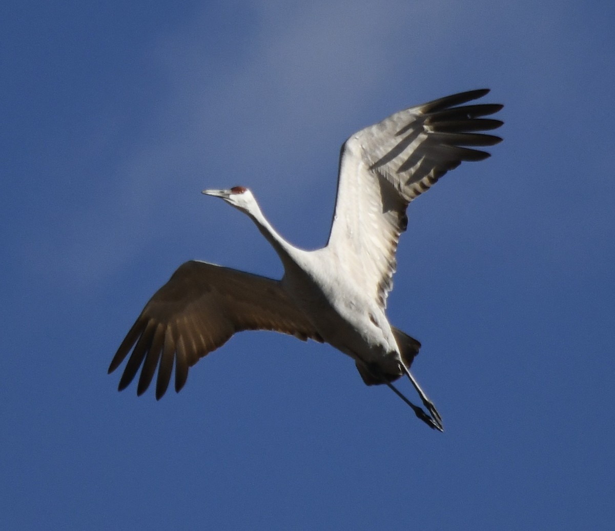 Sandhill Crane - ML646196830