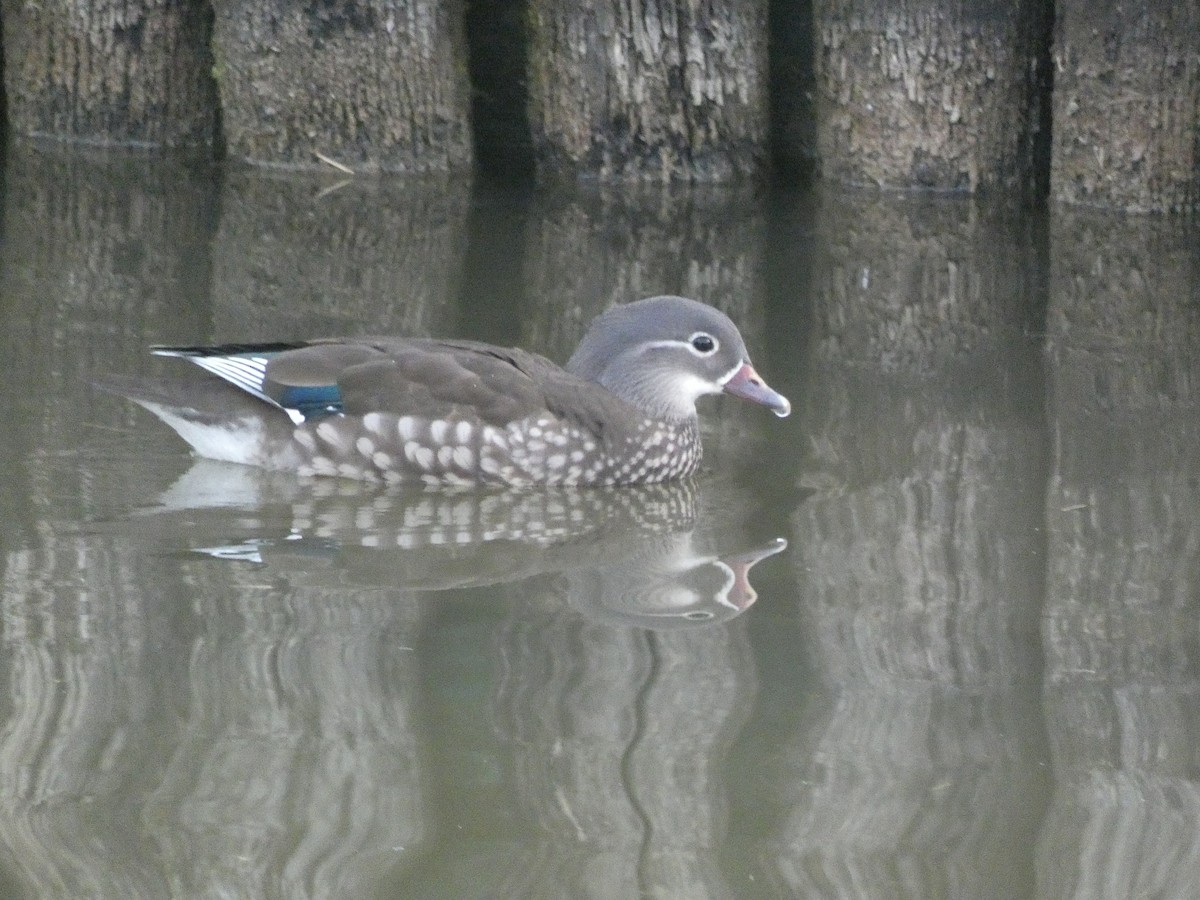 Mandarin Duck - ML646196831