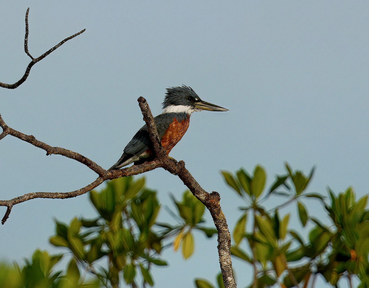 Ringed Kingfisher - ML646196832