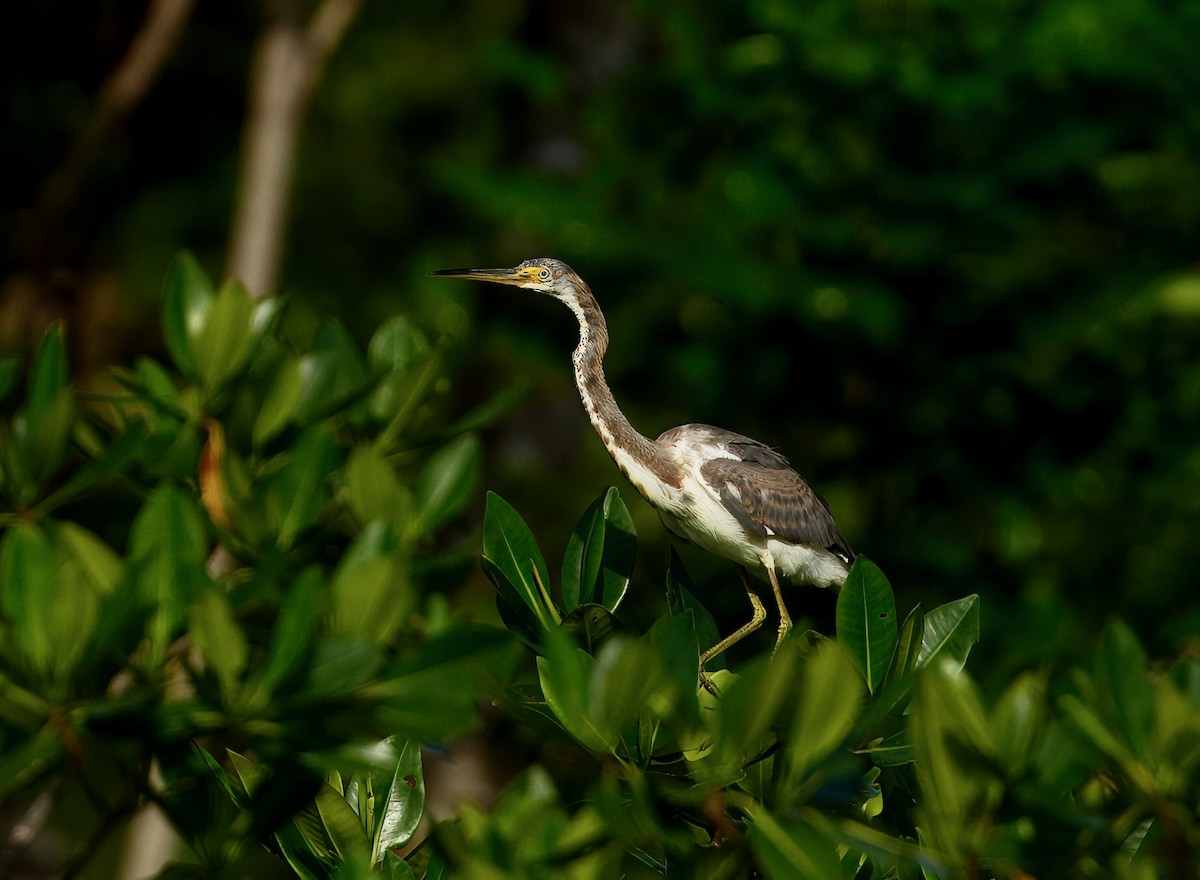 Tricolored Heron - ML646196834