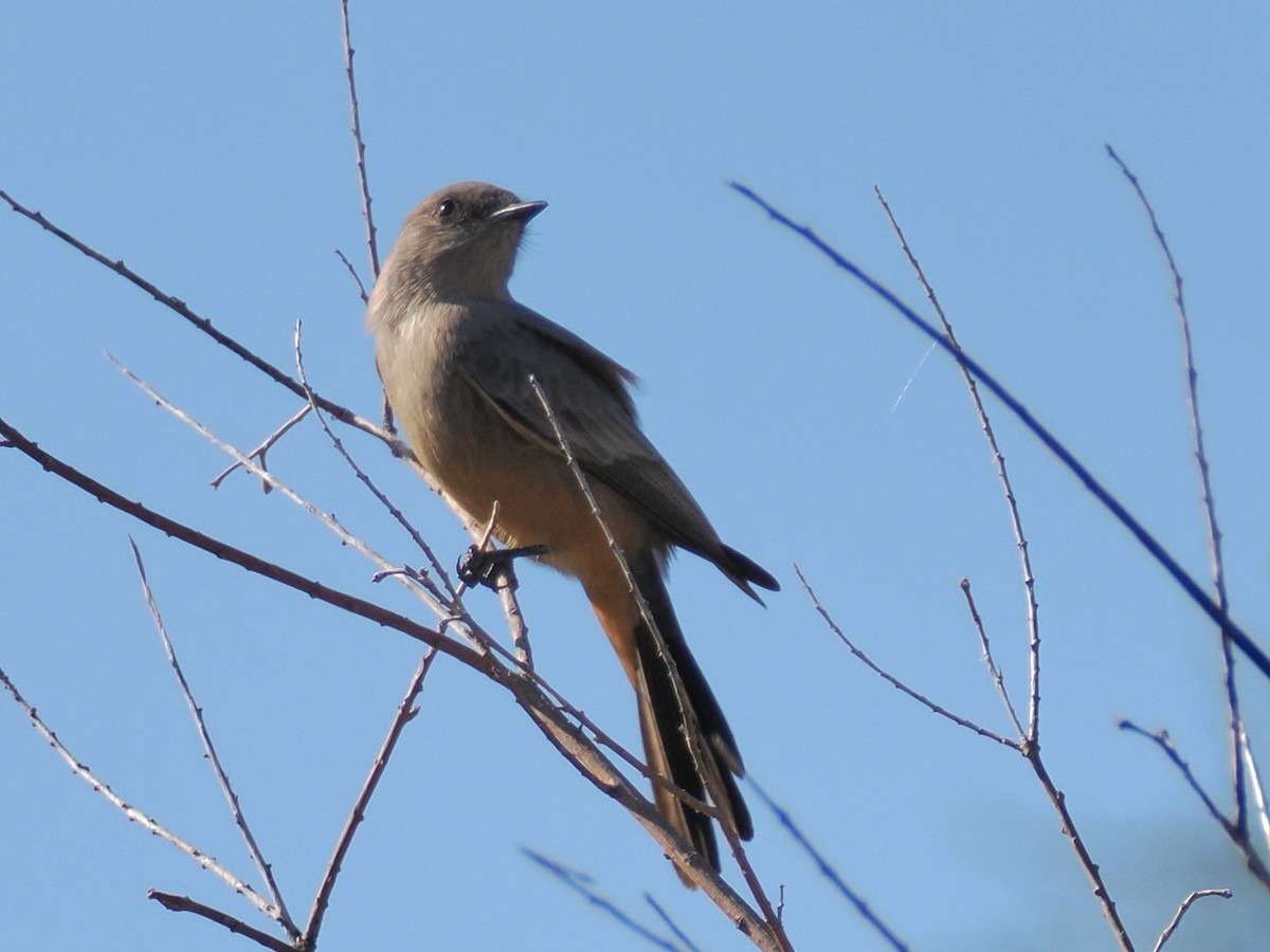 Say's Phoebe - ML646196837